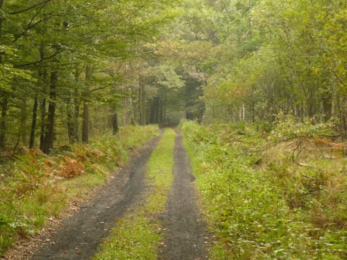 64-latka zgubiła się podczas grzybobrania 64-latka zgubiła się podczas grzybobrania