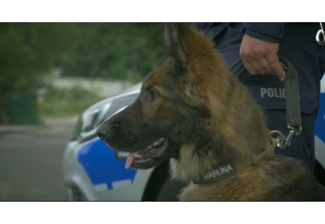 84-letnia mieszkanka Gdyni odnaleziona przez psa policyjnego