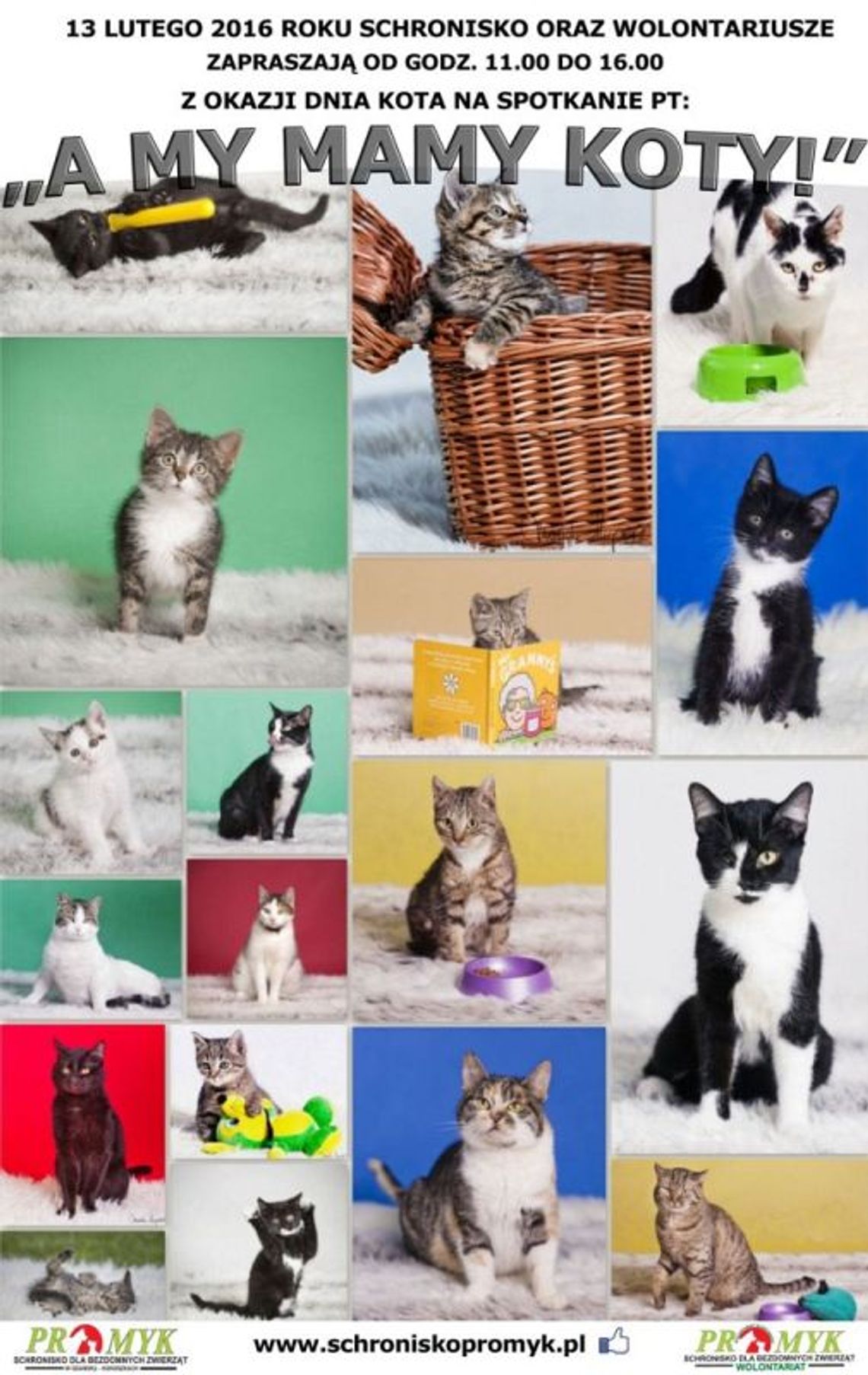 A MY MAMY KOTY!, czyli Międzynarodowy Dzień Kota w Promyku
