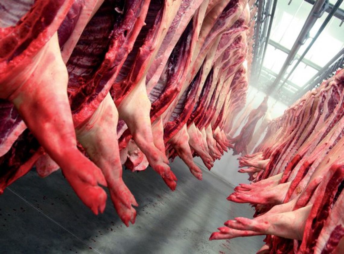 Afera "mięsna". Czy w naszych ubojniach jest bezpiecznie? Afera "mięsna". Czy w naszych ubojniach jest bezpiecznie?
