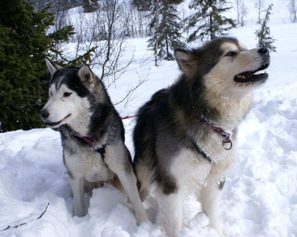 Alaskan Malamute z lodowej krainy Alaskan Malamute z lodowej krainy