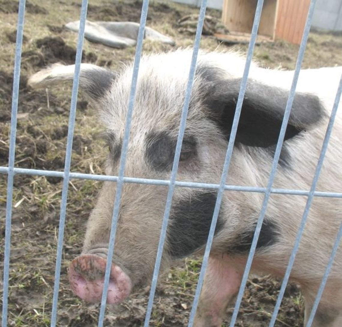 Amnestia dla… właściciela świnki Amnestia dla… właściciela świnki