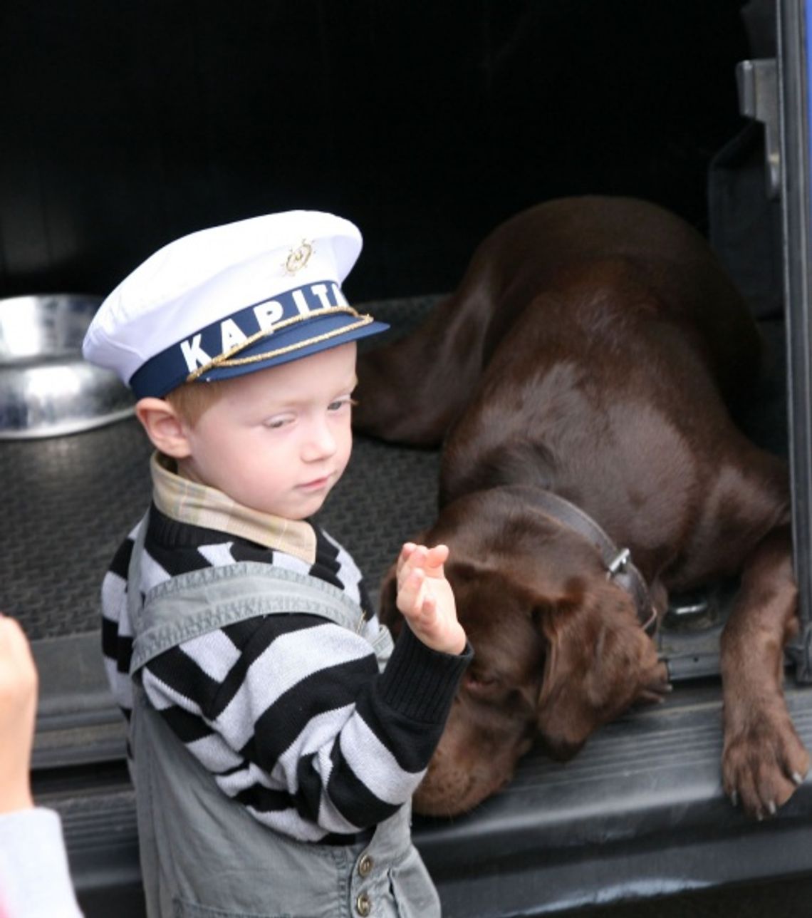 Amstaff, czarny pudelek i york - gdy jego pan się "załatwia" Amstaff, czarny pudelek i york - gdy jego pan się "załatwia"