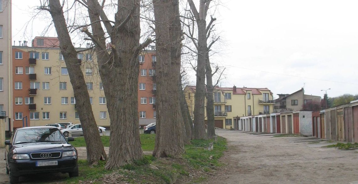 Apelowali o wycinkę drzew... Tymczasem wniosek wciąż nie został złożony...