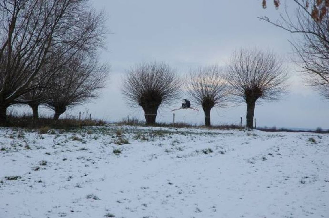 Azyl dla bociana w Brodach. Gość z Afryki zajęty polowaniem na... myszy Azyl dla bociana w Brodach. Gość z Afryki zajęty polowaniem na... myszy