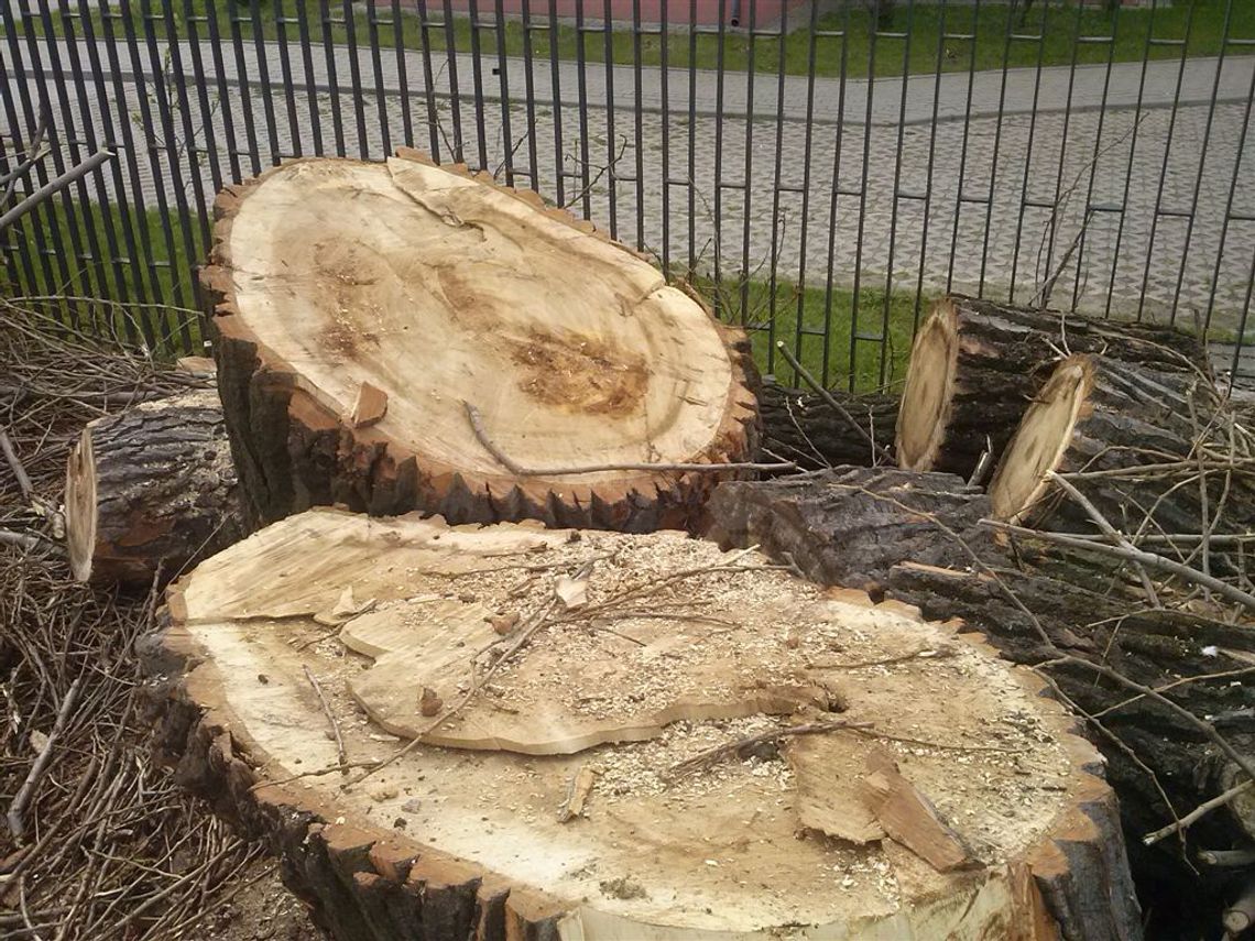 Barbarzyńcy a nie miłośnicy przyrody. Było sobie piękne drzewo... Barbarzyńcy a nie miłośnicy przyrody. Było sobie piękne drzewo...