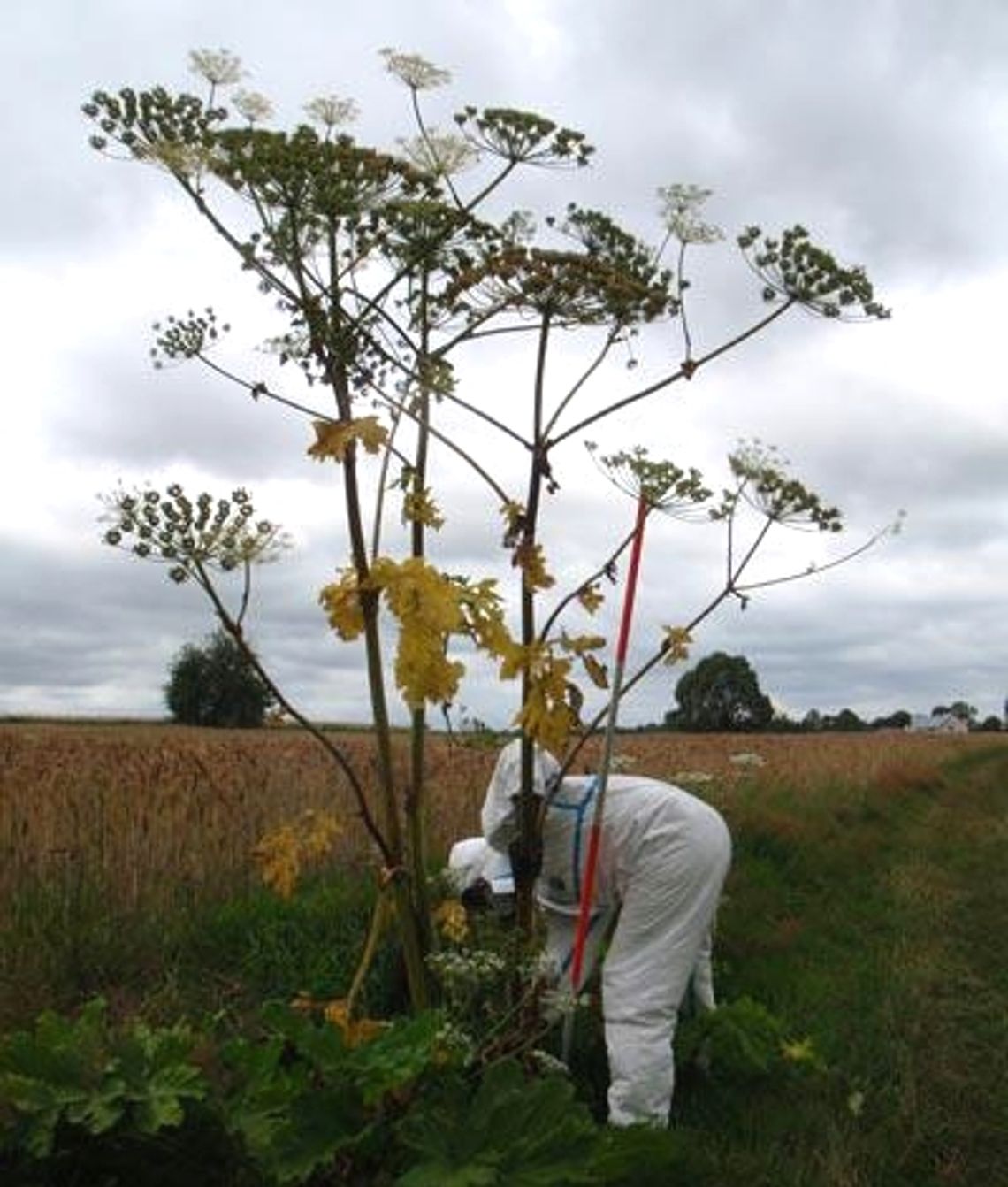 Barszcz Sosnowskiego w Turzu i Rukosinie? Barszcz Sosnowskiego w Turzu i Rukosinie?