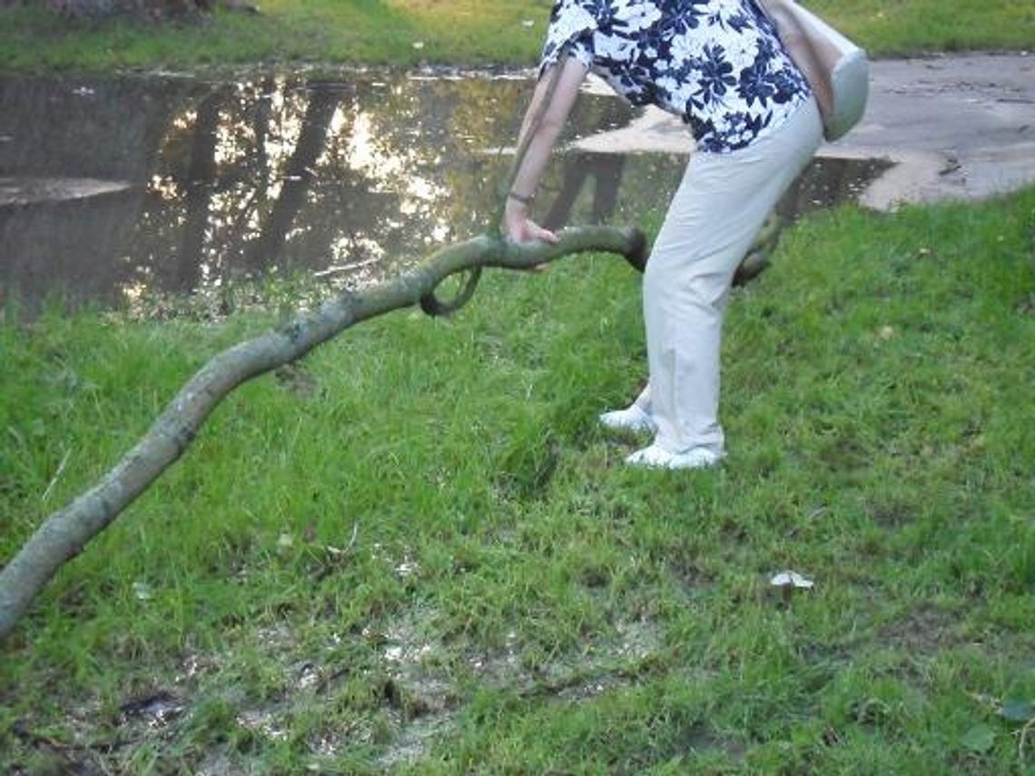 Będą walczyć o odszkodowanie - w miejskim parku konar spadł na głowę młodej starogardzanki Będą walczyć o odszkodowanie - w miejskim parku konar spadł na głowę młodej starogardzanki