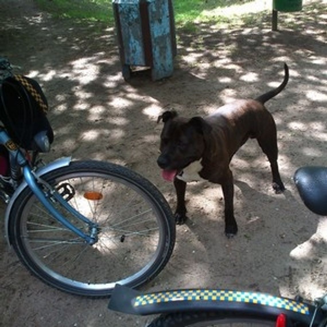 Będą wyłapywać bezdomne psy Będą wyłapywać bezdomne psy