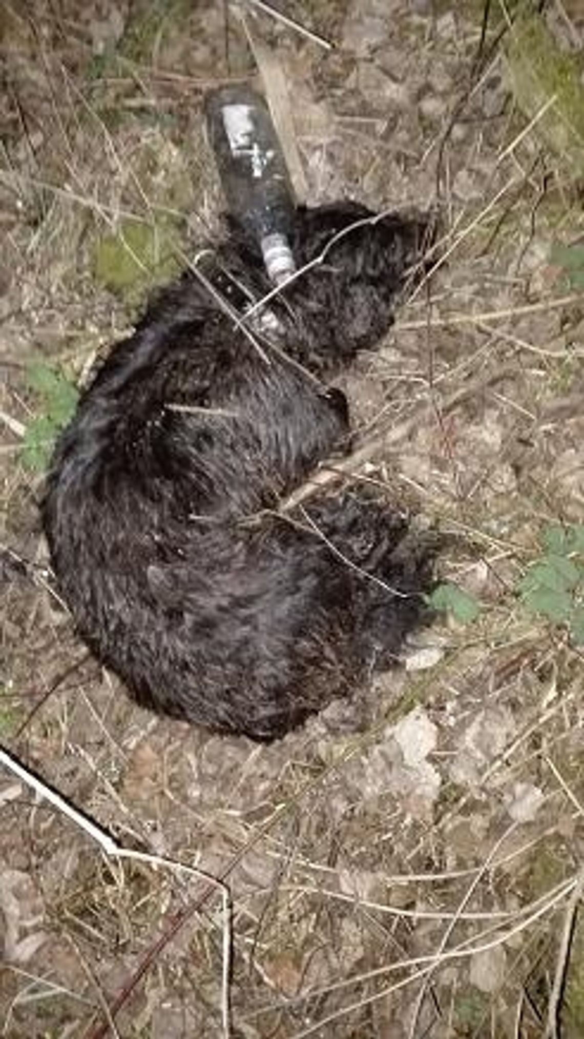 Bestialskie morderstwo bez świadków?! Jak zginął Czaki? Czy policja znajdzie winnych? Bestialskie morderstwo bez świadków?! Jak zginął Czaki? Czy policja znajdzie winnych?