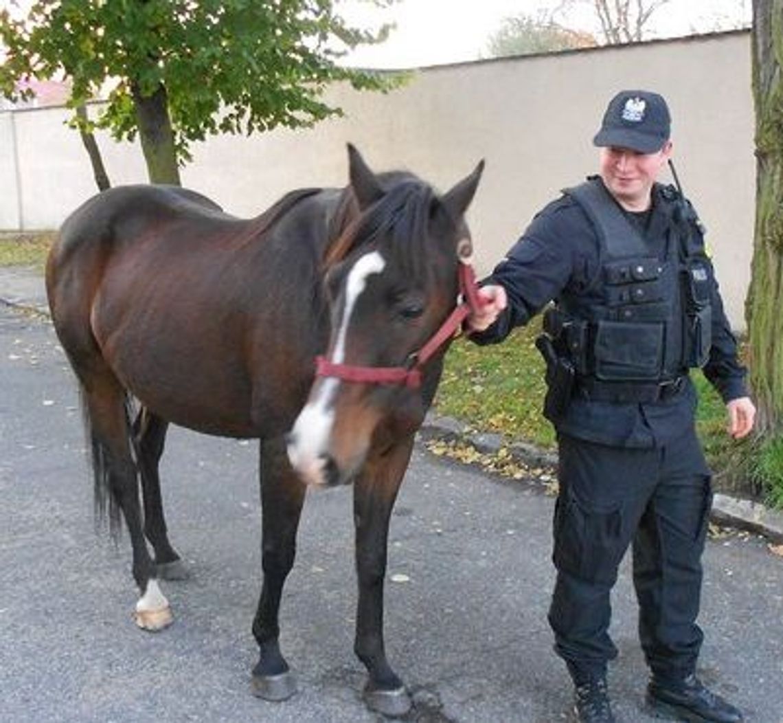 Bezpański koń na osiedlu Bezpański koń na osiedlu