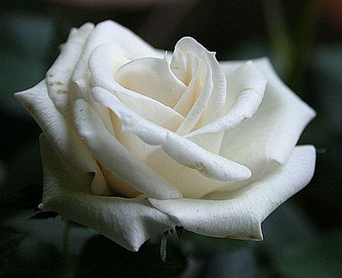 Biała róża - zdradziła zabójcę