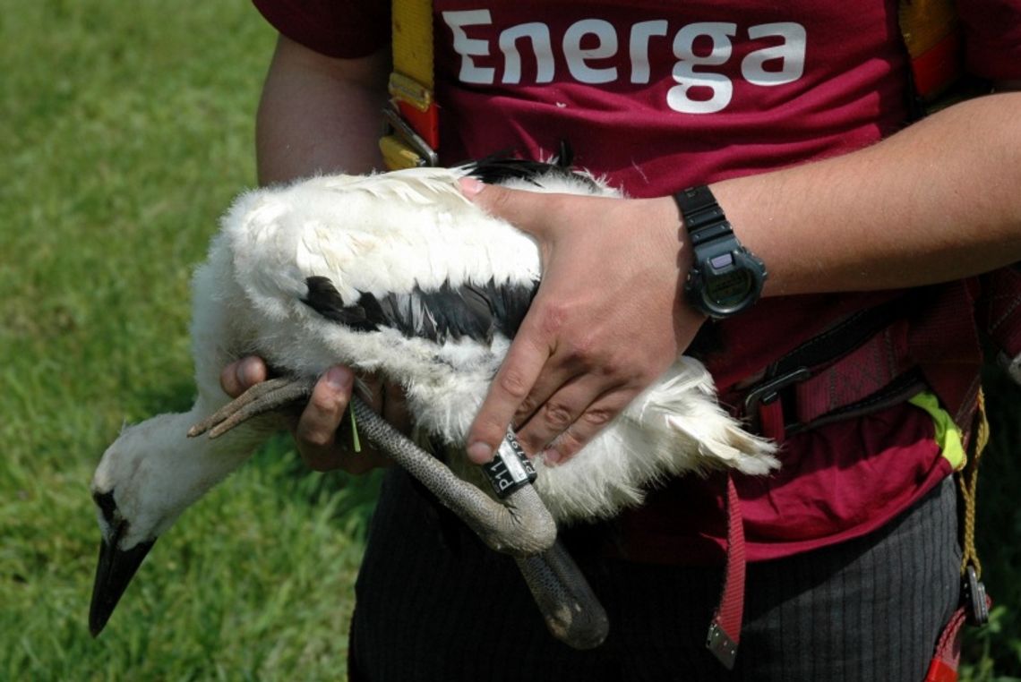 Bociany szykują się do odlotu - polecą z obrączkami Bociany szykują się do odlotu - polecą z obrączkami