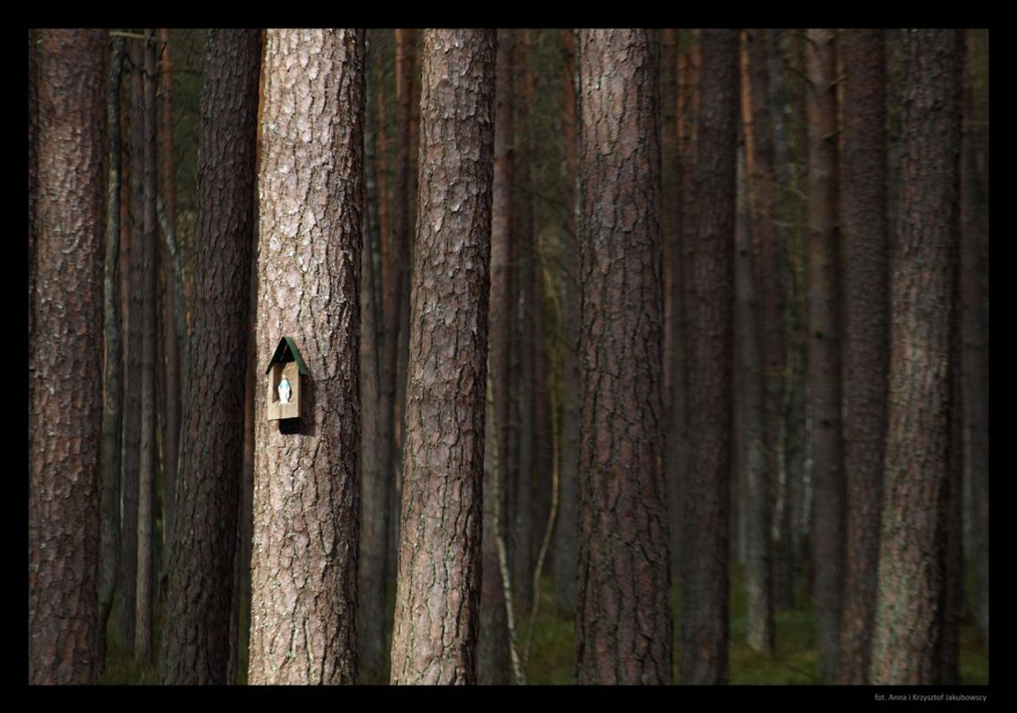 Bolesne memento – degradacja zabytkowych cmentarzy Bolesne memento – degradacja zabytkowych cmentarzy
