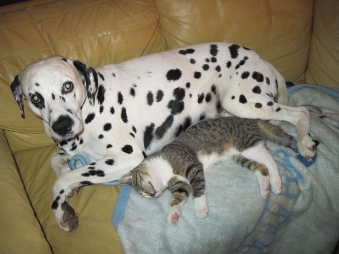 „Bracia mniejsi” zyskali większe prawa - jak sądy będą je egzekwować? „Bracia mniejsi” zyskali większe prawa - jak sądy będą je egzekwować?