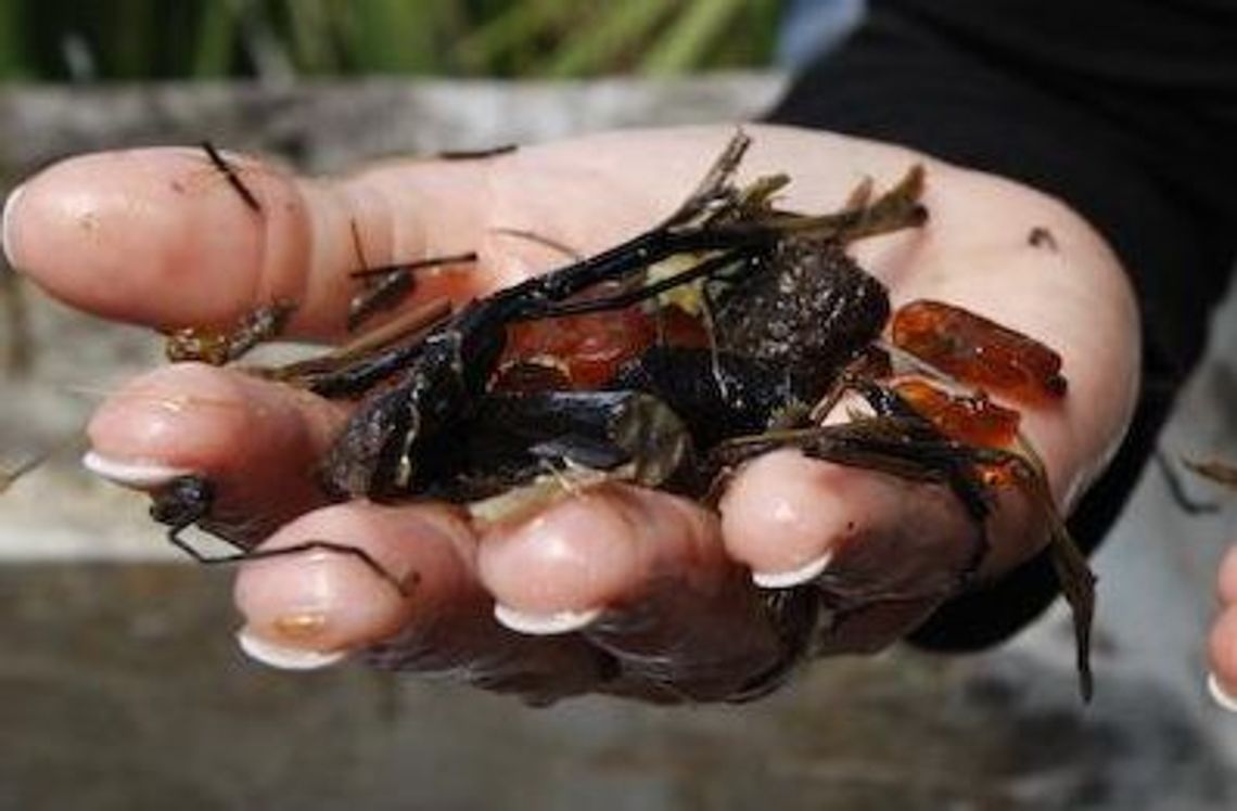 "Bursztyniarz" namierzony przez Straż Graniczną w Stegnie "Bursztyniarz" namierzony przez Straż Graniczną w Stegnie