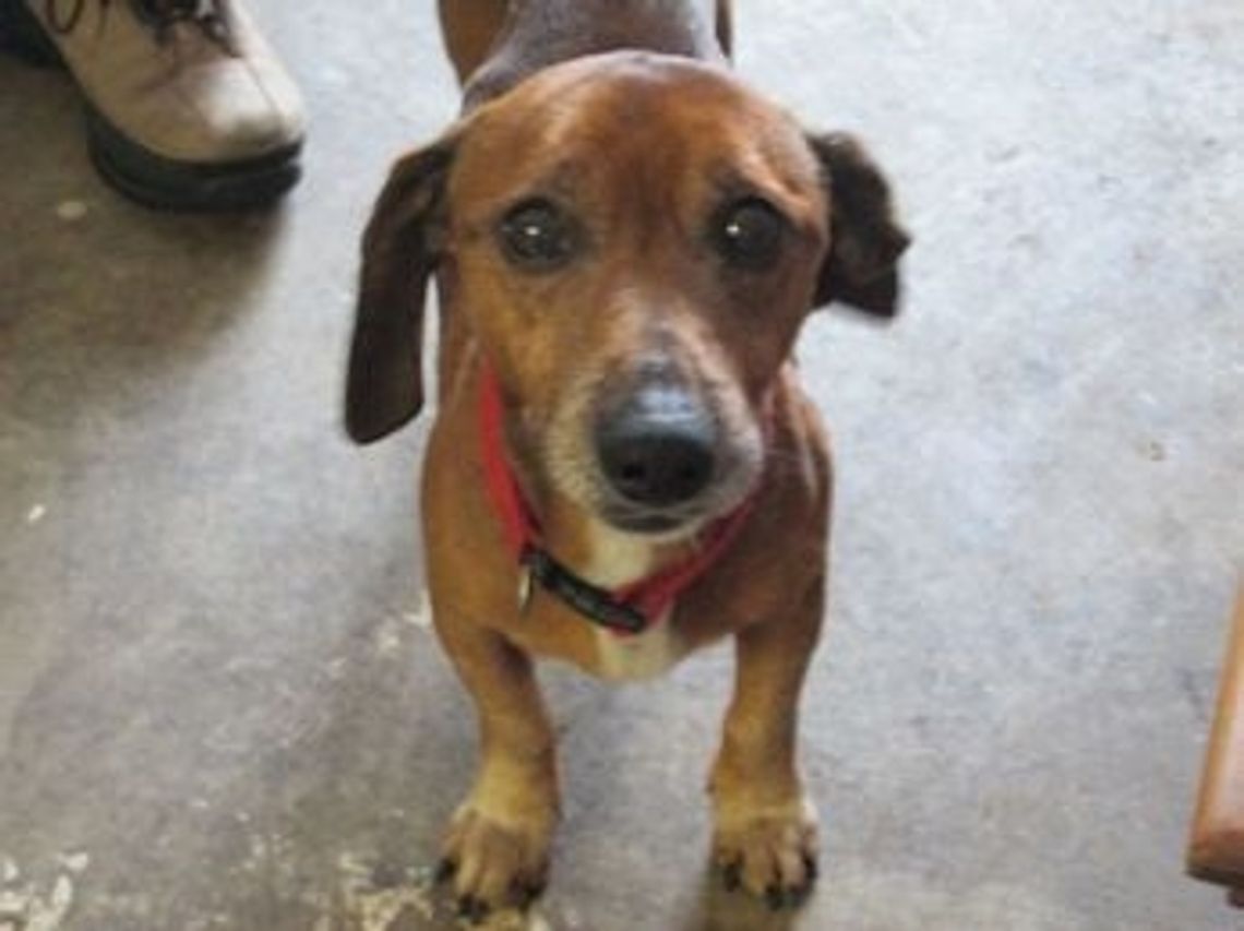 „Było słychać przeraźliwy pisk” Zaginął pies, czy został zabity? „Było słychać przeraźliwy pisk” Zaginął pies, czy został zabity?