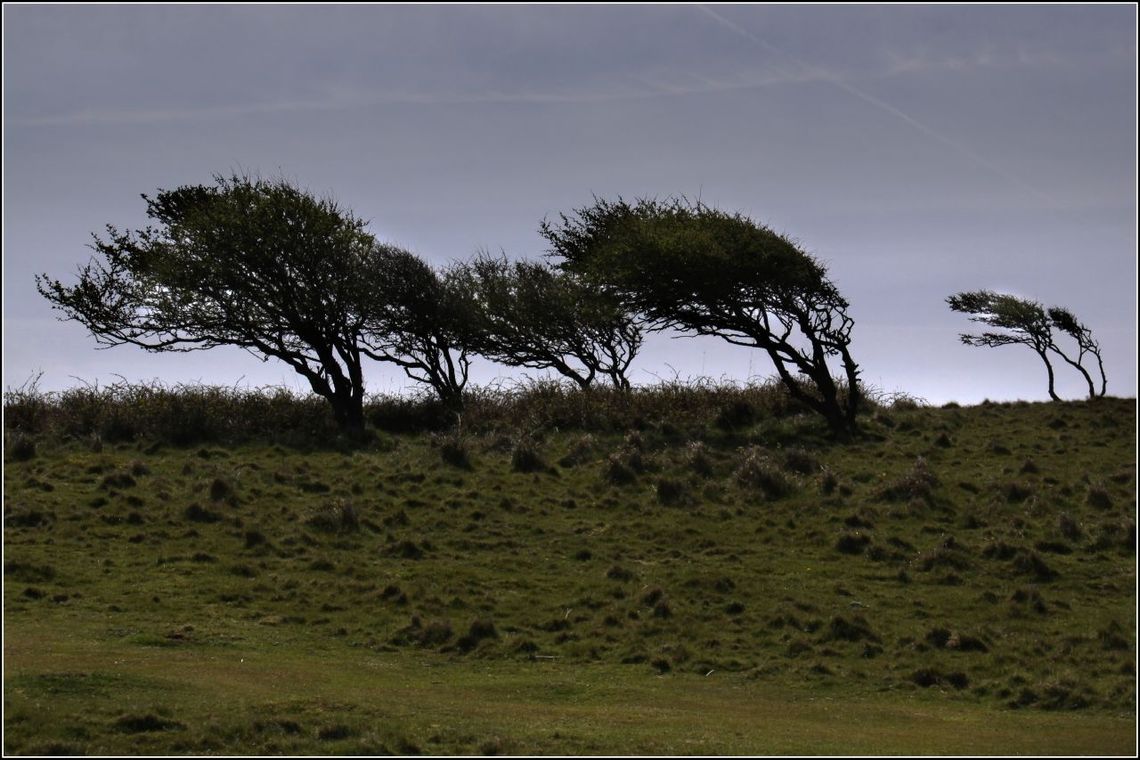 Centrum Zarządzania Kryzysowego ostrzega: porywisty wiatr - nawet 90 km/h Centrum Zarządzania Kryzysowego ostrzega: porywisty wiatr - nawet 90 km/h