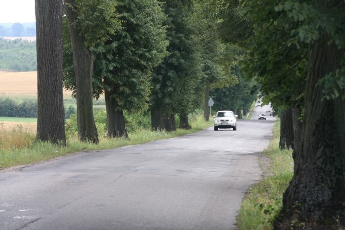 Chcą wyciąć minimum 50 drzew Chcą wyciąć minimum 50 drzew