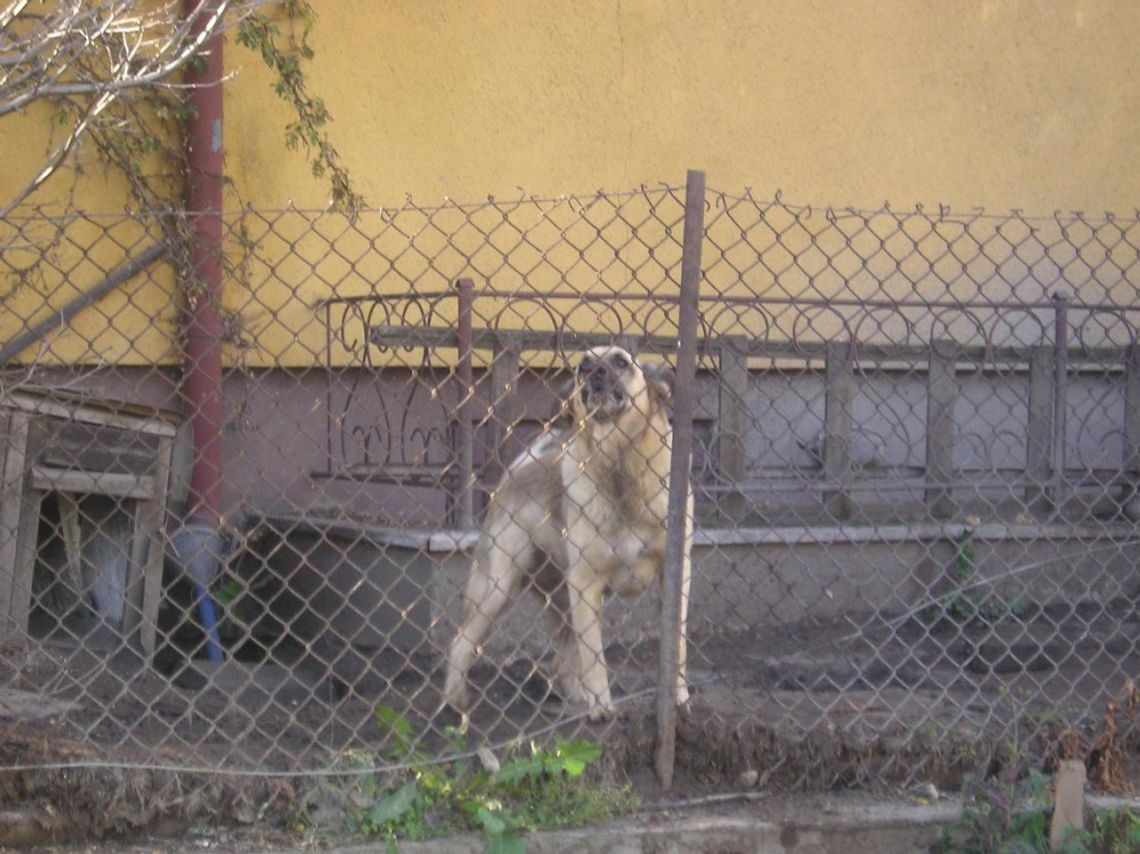 Cierpienie za rogiem? - sąsiedzi proszą o interwencję w sprawie psa Cierpienie za rogiem? - sąsiedzi proszą o interwencję w sprawie psa