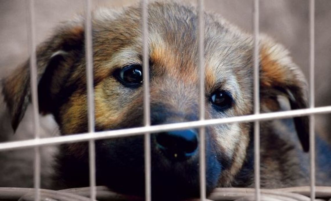 Coraz tłoczniej schronisku dla zwierząt. Jak pomóc porzuconym psiakom? Coraz tłoczniej schronisku dla zwierząt. Jak pomóc porzuconym psiakom?