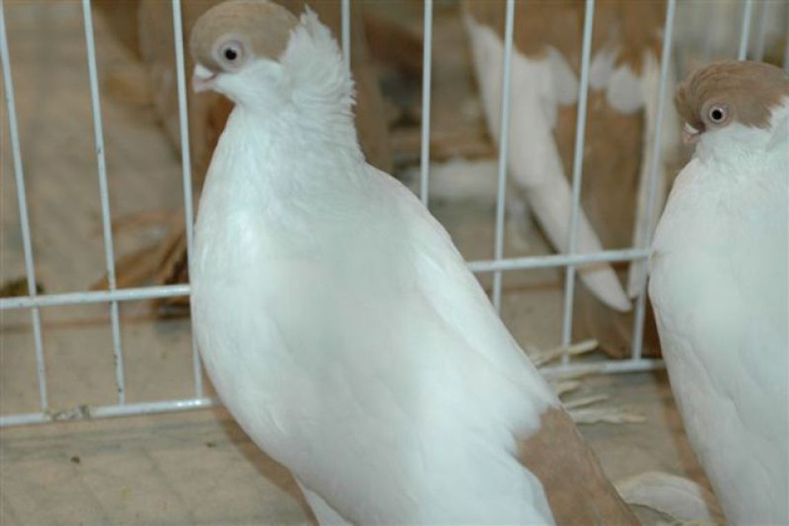 Coś dla gołębiarzy i miłośników ptaków pocztowych