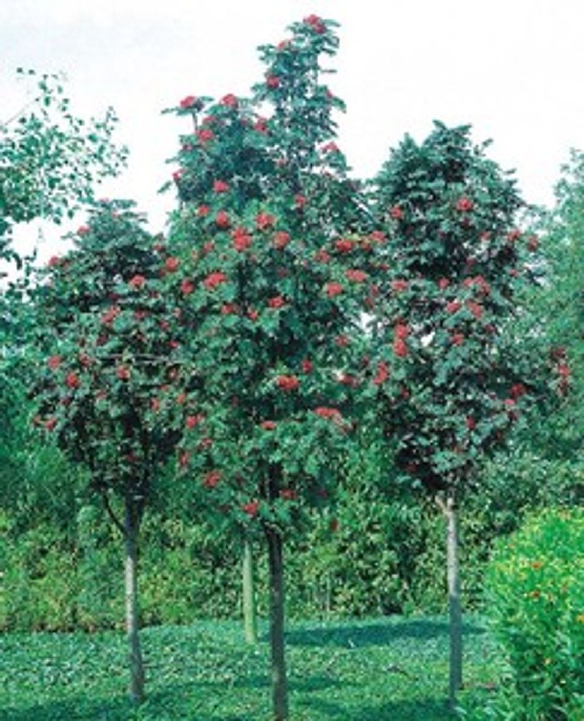 Ćwierć tysiąca nowych drzew Gdańsku