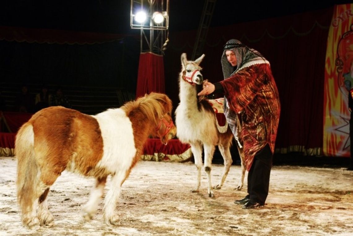 Cyrk Europa z barwnym widowiskiem - amerykańska krowa, tygrysy bengalskie i akrobaci Cyrk Europa z barwnym widowiskiem - amerykańska krowa, tygrysy bengalskie i akrobaci