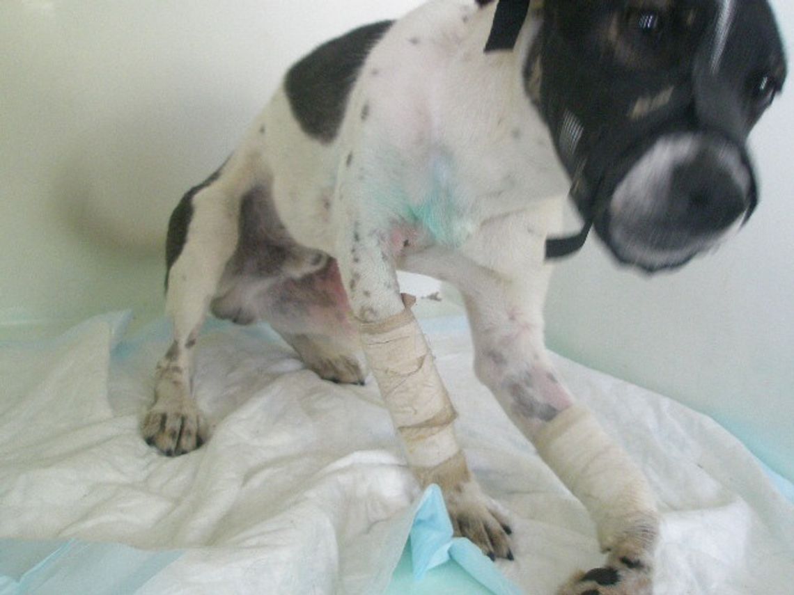 Czarek czeka na pomoc. Pies poszkodowany w wypadku samochodowym Czarek czeka na pomoc. Pies poszkodowany w wypadku samochodowym