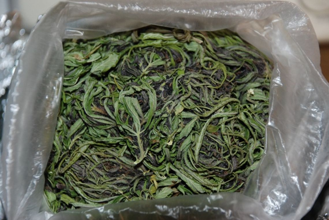 Czarny rynek bez 2,5 kg trawki. Hodował konopie indyjskie w beczce Czarny rynek bez 2,5 kg trawki. Hodował konopie indyjskie w beczce