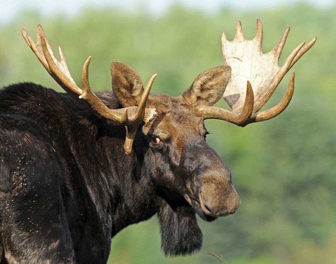 Czego szukają w Tczewie? "Niektóre przepływają Wisłę"