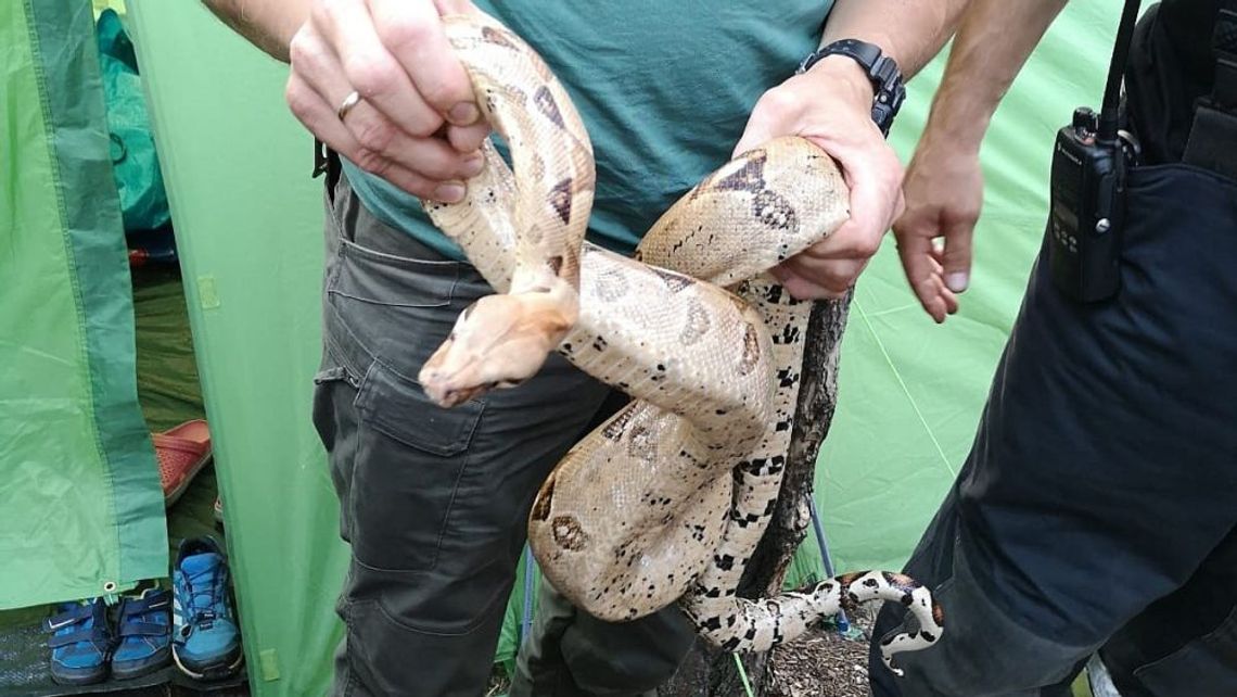 Czeska turystka w namiocie odkryła ... dwumetrowego węża boa.