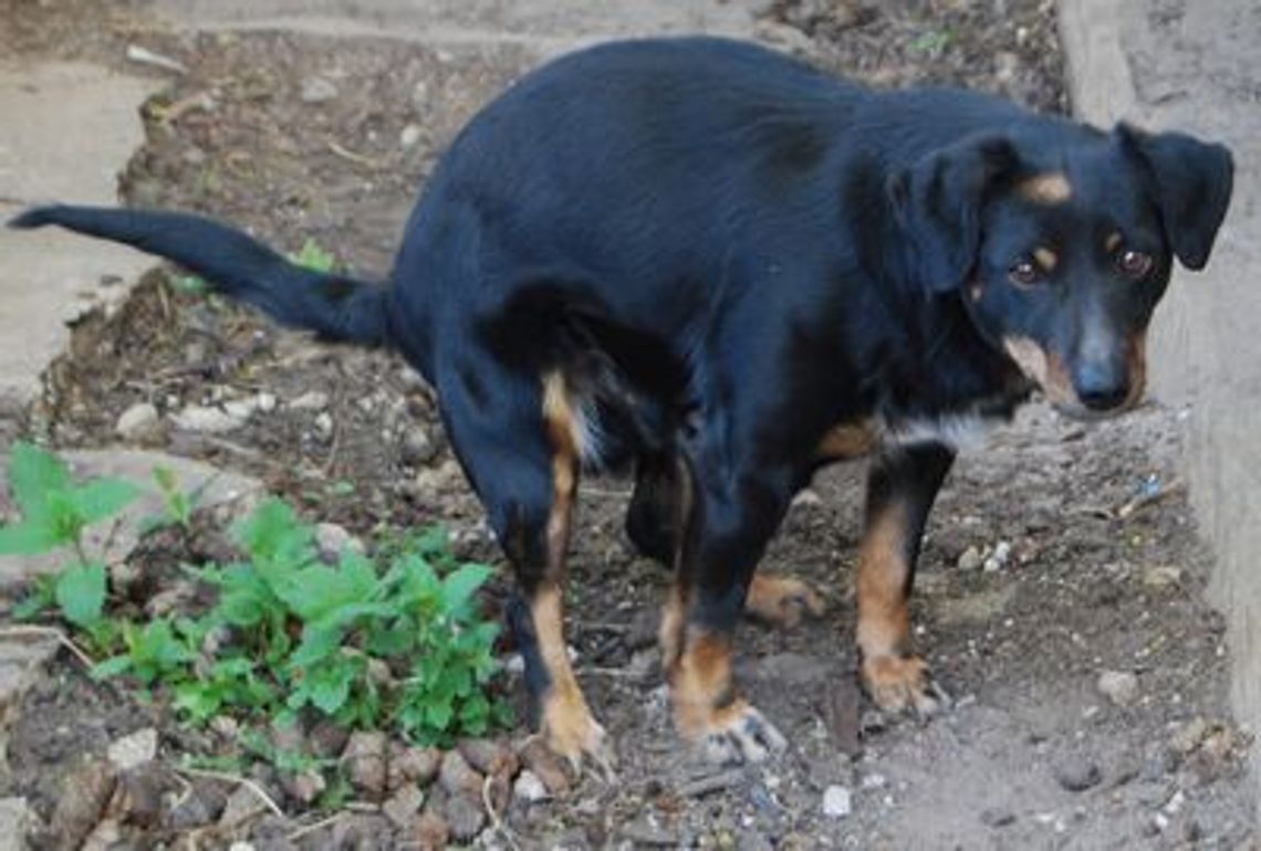 Czy drażni cię taki widok z okna? Trawniki pełne psich "niespodzianek"