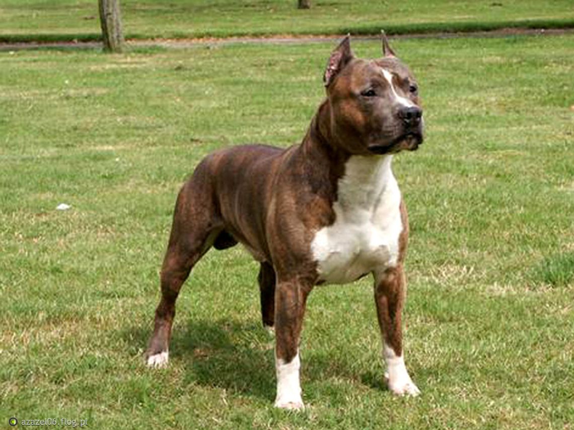 Czy musi dojść do tragedii? Psy gonią dzieci, dorośli też się boją