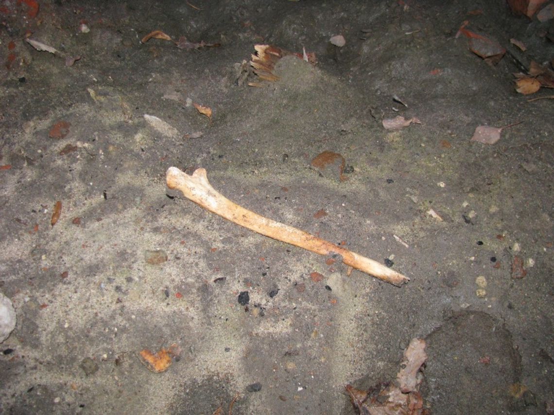 Czyje szczątki malborskie? Poszukiwania w niemieckich archiwach