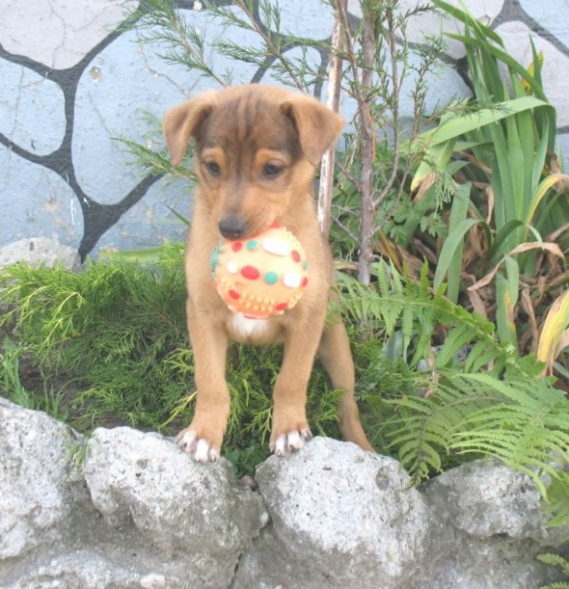 Darmowe czipowanie psów Darmowe czipowanie psów