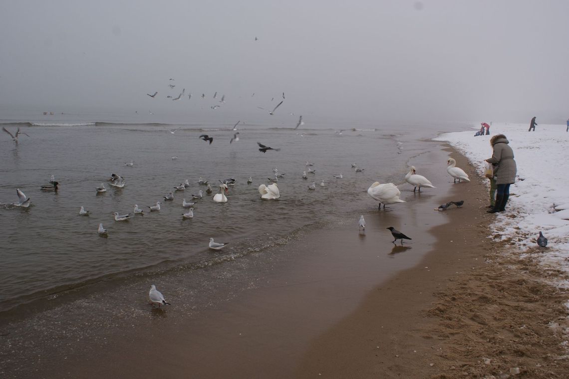 Dla zdrowia i relaksu w zimnym Bałtyku. Morsy z "Krętej" po raz 50!