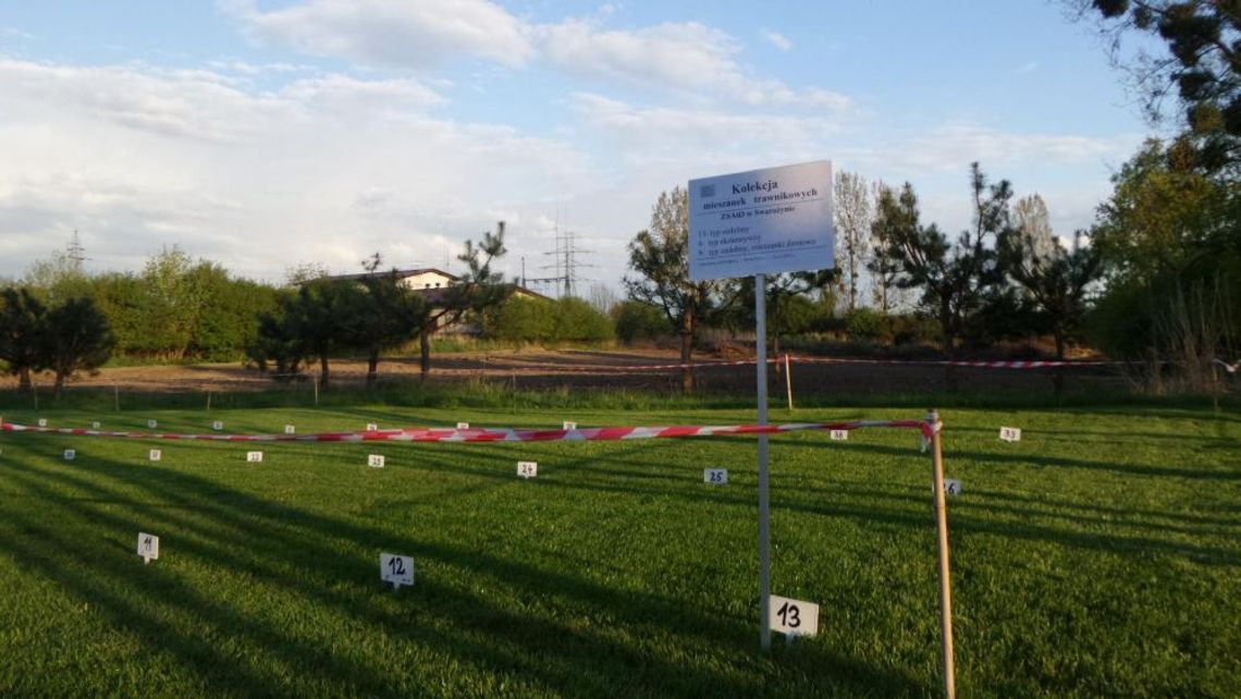 Dni Trawnika i Traw Dni Trawnika i Traw