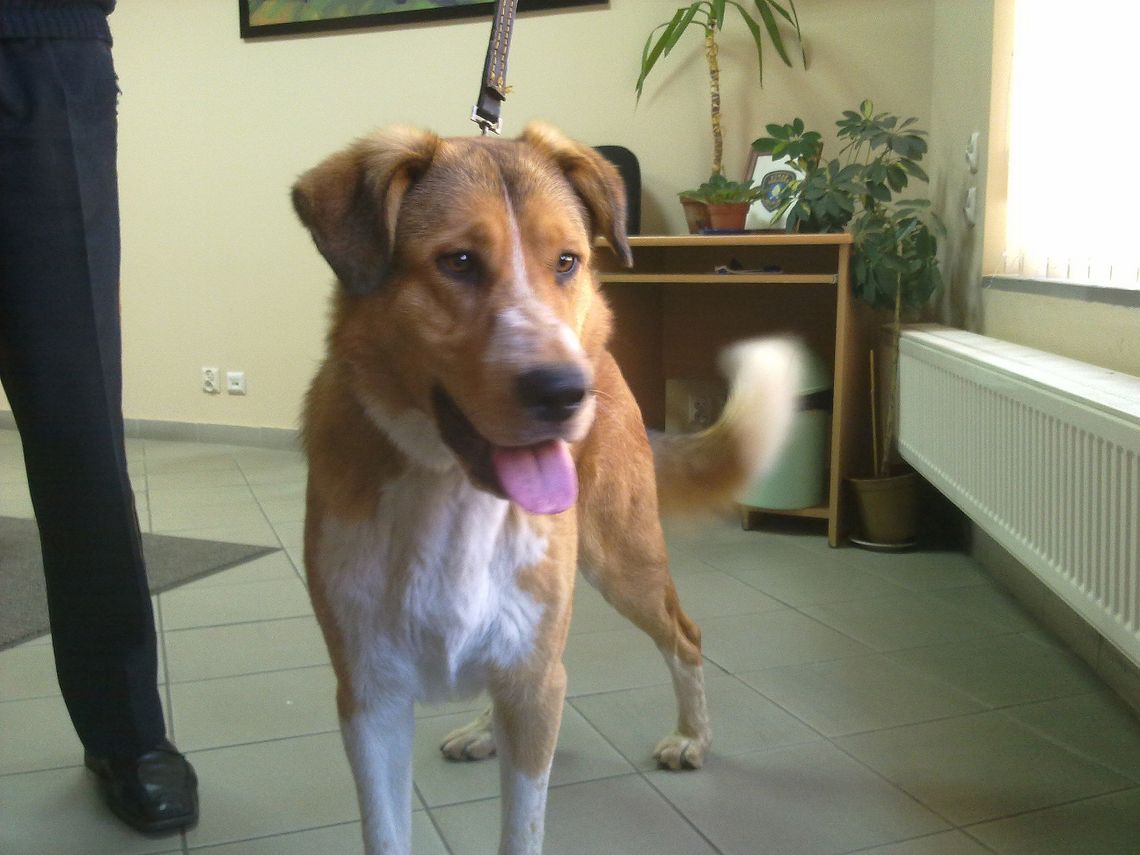 Do kogo należy ten pies? Do kogo należy ten pies?