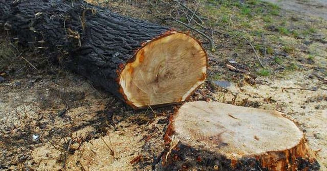 Do końca lutego pożegnaliśmy 147 drzew