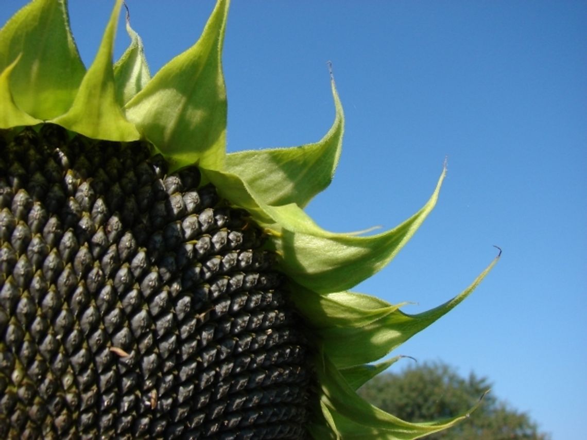 Doceń osoby z Twojego otoczenia - Zgłoś swoich kandydatów do nagrody „Słonecznik 2014” Doceń osoby z Twojego otoczenia - Zgłoś swoich kandydatów do nagrody „Słonecznik 2014”