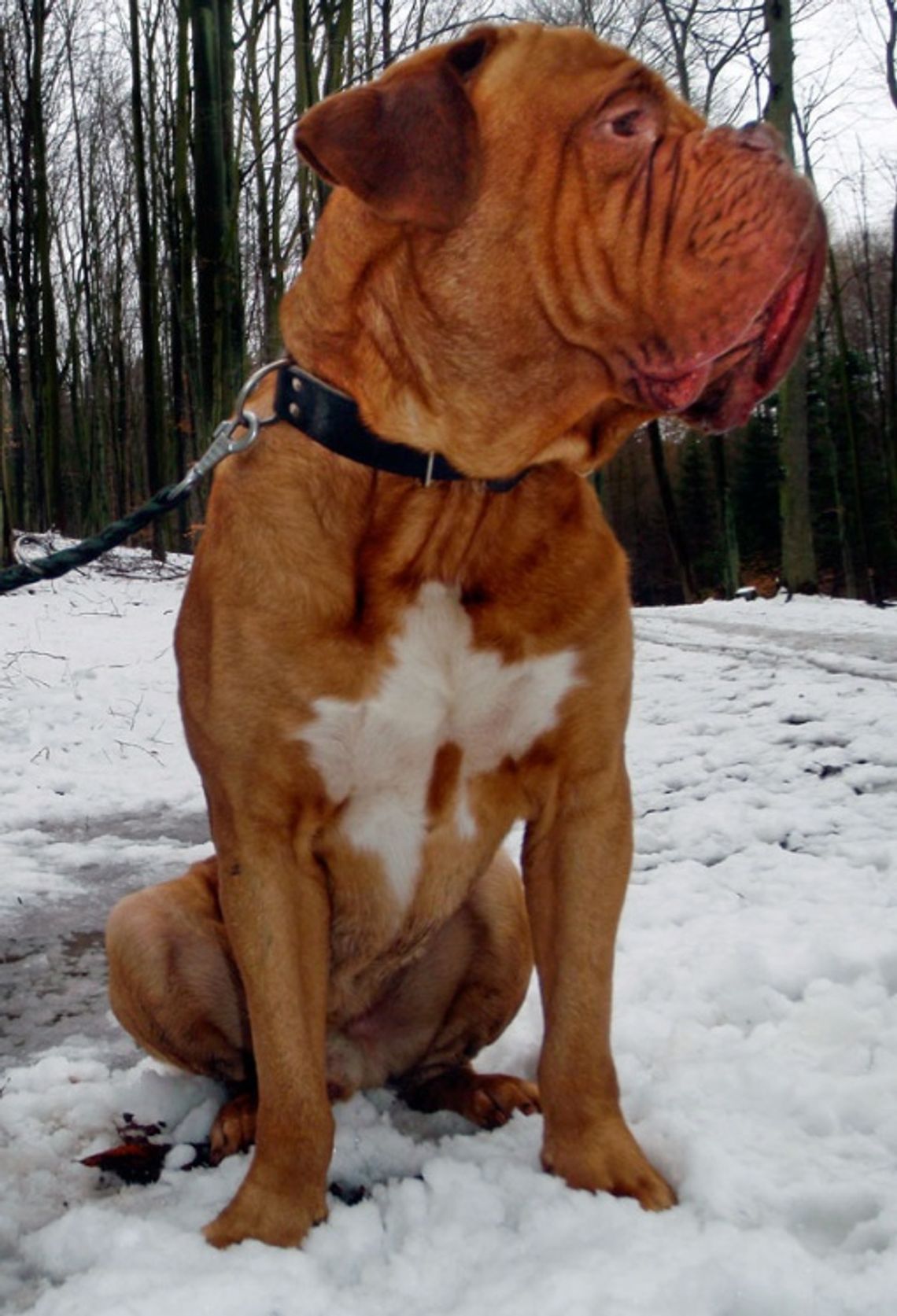 Dog de bordeux - bomba atomowa do zastraszania Dog de bordeux - bomba atomowa do zastraszania