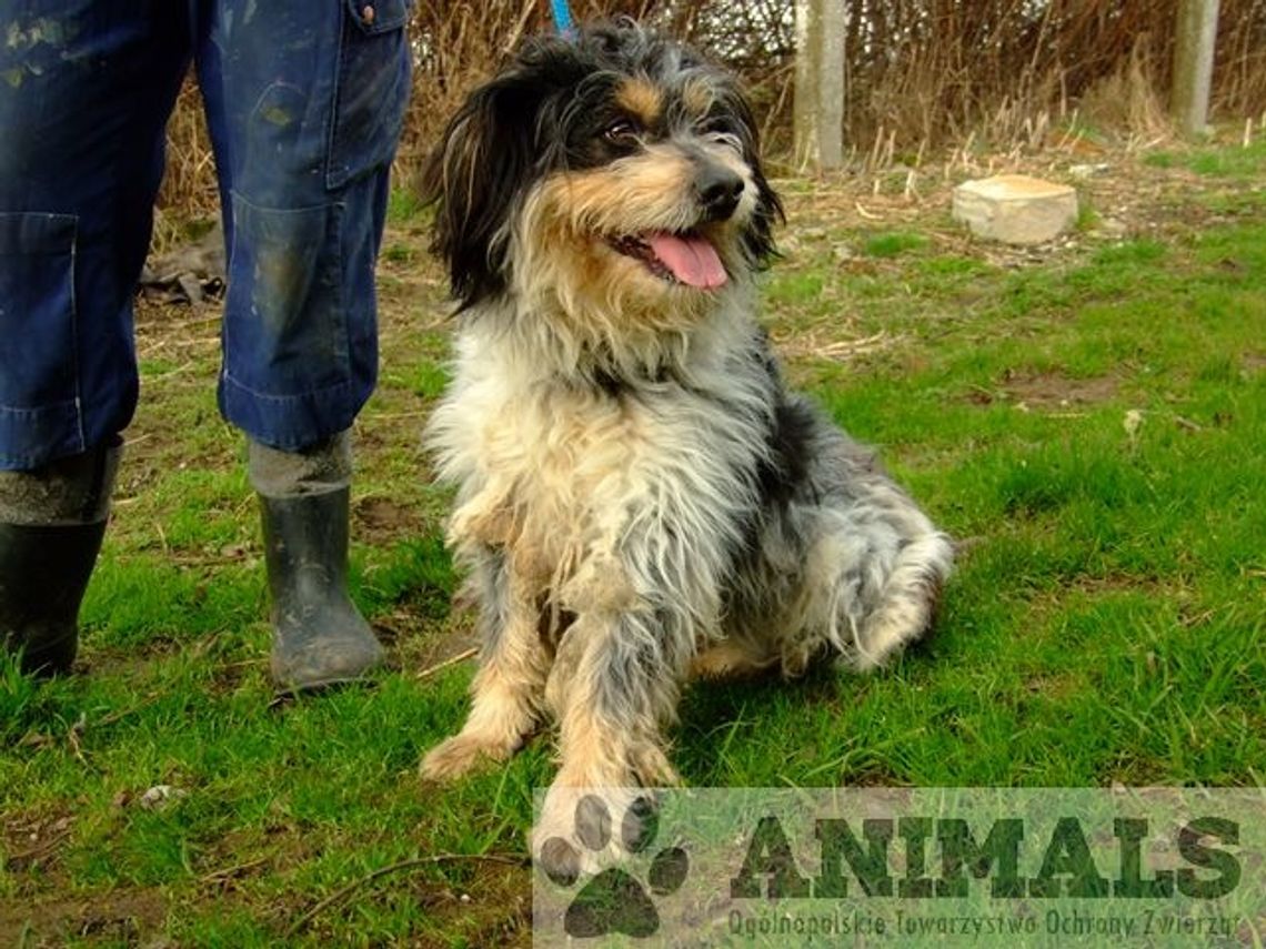 Dole i niedole Schroniska dla Bezdomnych Zwierząt Dole i niedole Schroniska dla Bezdomnych Zwierząt