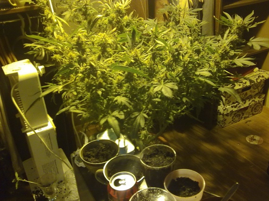 Domowa hodowla konopii indyjskich Domowa hodowla konopii indyjskich