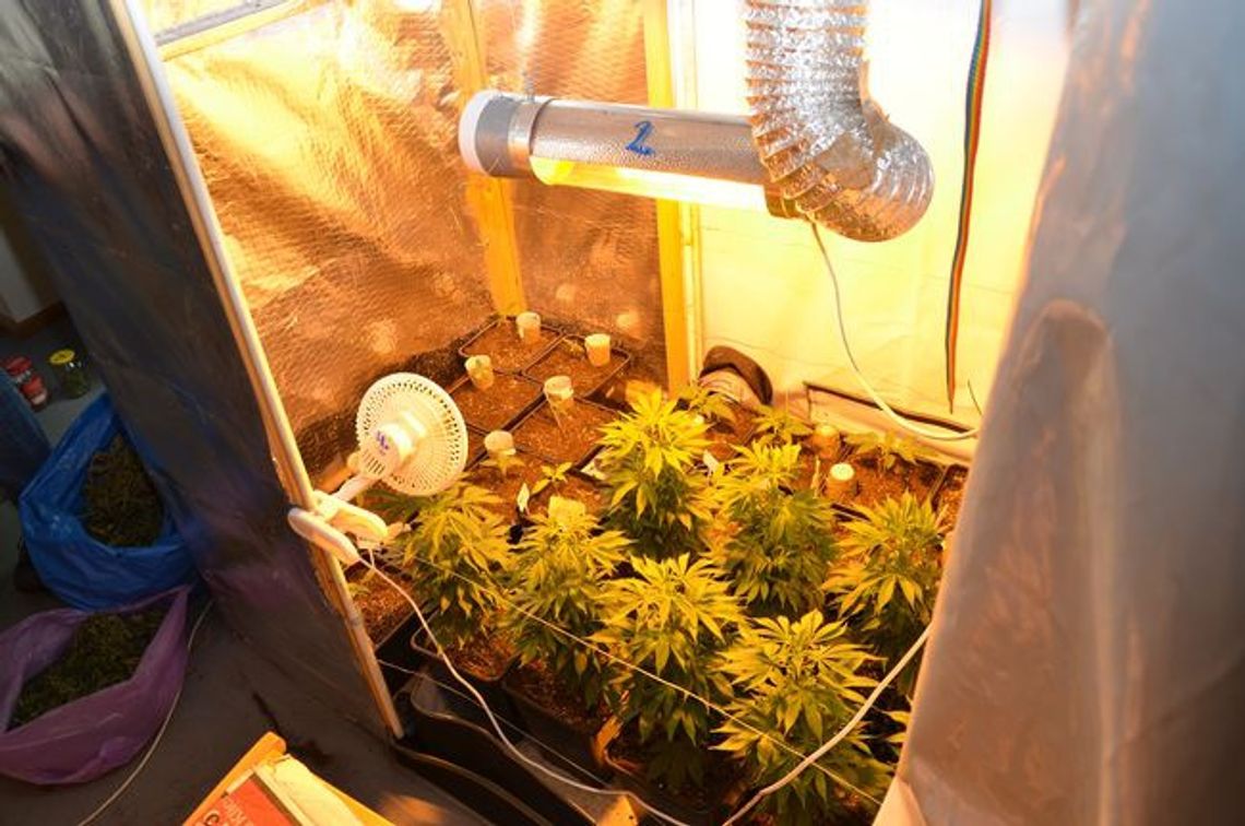 Domowa hodowla marihuany Domowa hodowla marihuany
