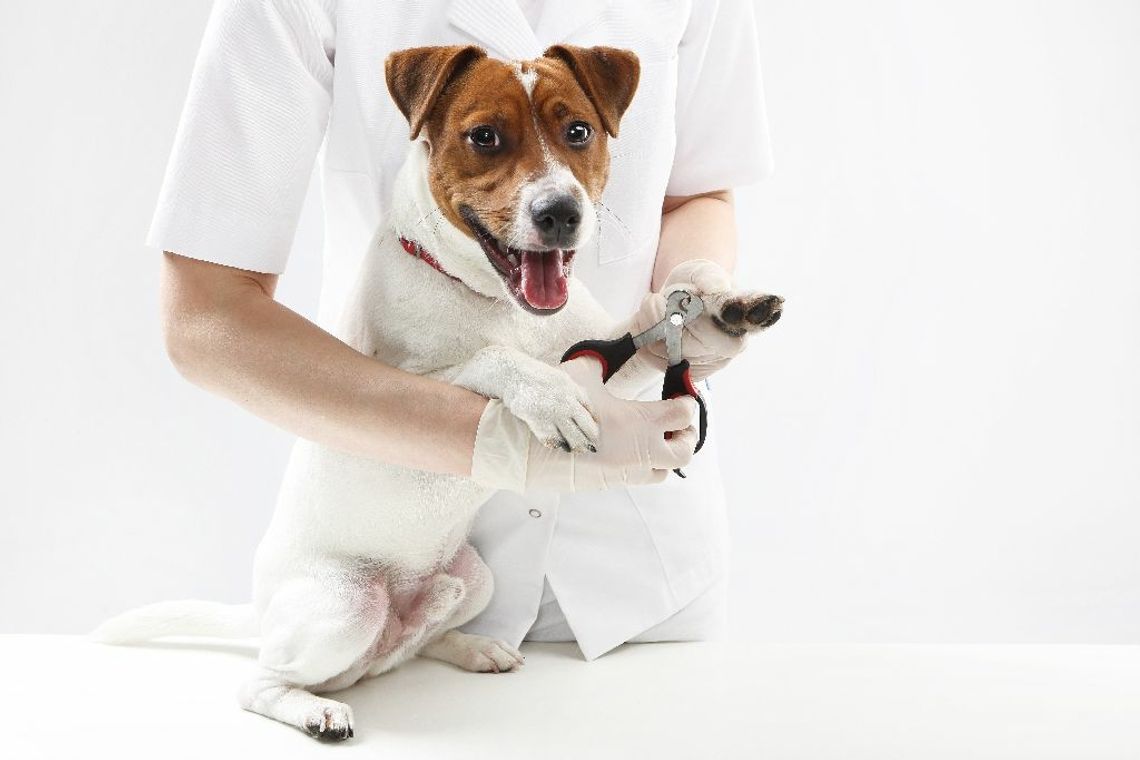 Domowa pielęgnacja psa - podstawowe zabiegi