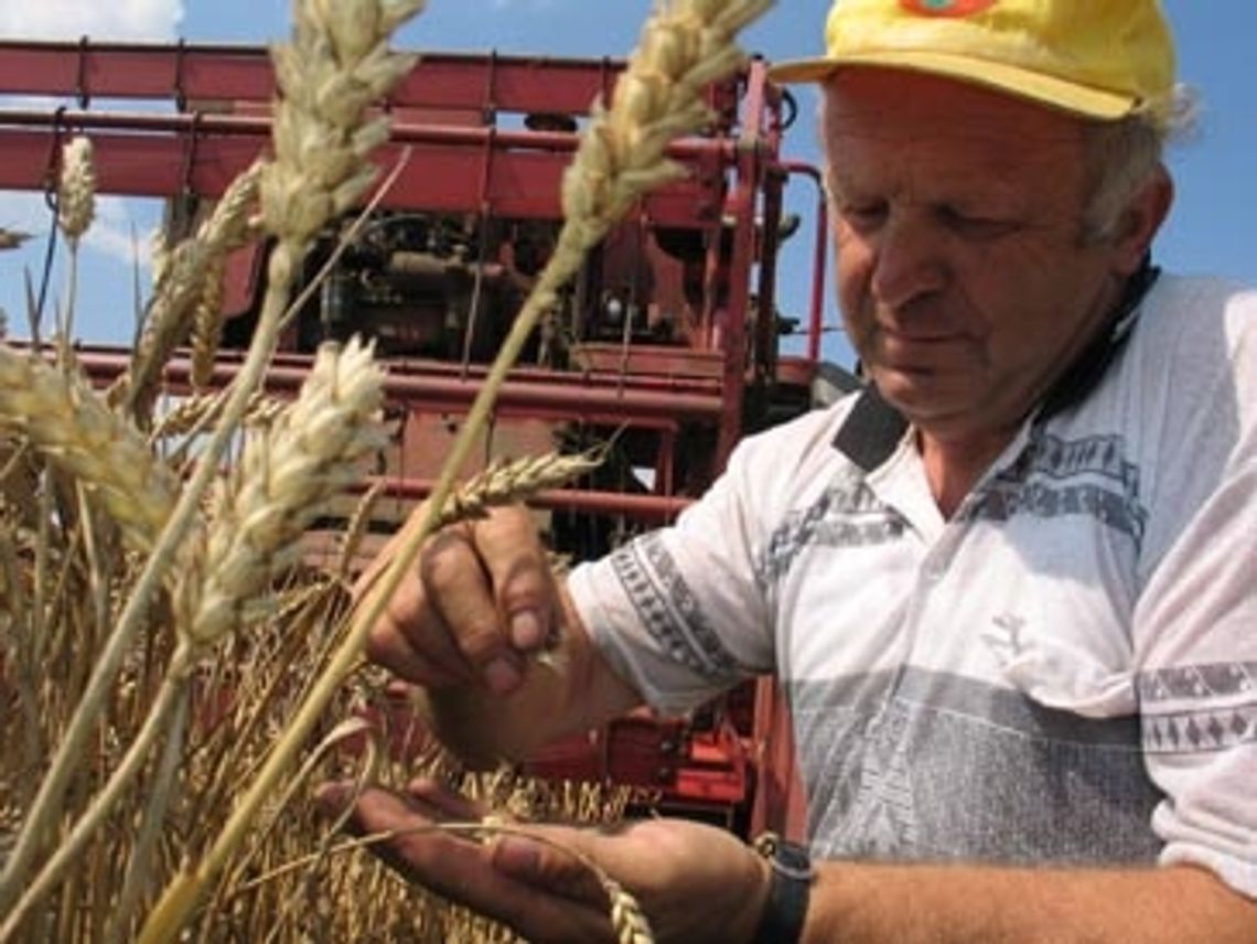 Dopłaty do materiału siewnego. Dla poszkodowanych przez suszę Dopłaty do materiału siewnego. Dla poszkodowanych przez suszę