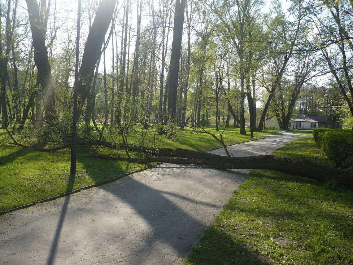 Dosłownie jeden krok od tragedii. W parku runęło drzewo Dosłownie jeden krok od tragedii. W parku runęło drzewo