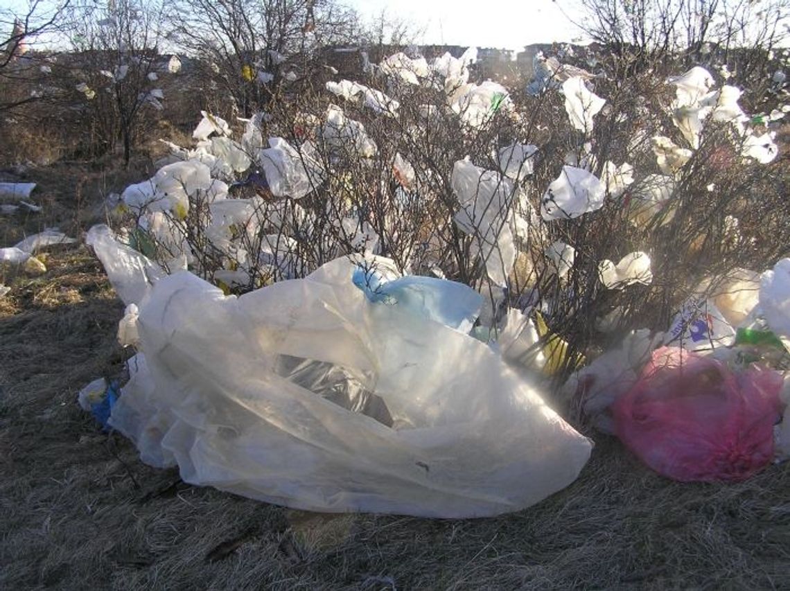 Drzewa przystrojone... śmieciami Drzewa przystrojone... śmieciami