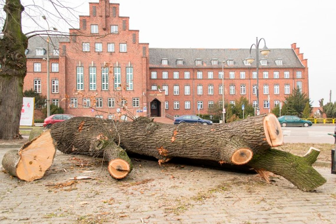 Drzewa ścięte pod nitkę Drzewa ścięte pod nitkę